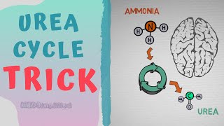 Urea cycle TRICK to MEMORIZE  HOW TO REMEMBER UREA CYCLE FOREVER [upl. by Llerraj]