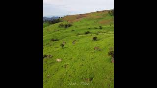 Wild Elephant Roaming in YahangalaUdudumbara [upl. by Borgeson]