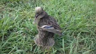 Our quotDown Syndrome Duckquot Aug 16th 2016 CrestedDuckumentary [upl. by Einnalem]