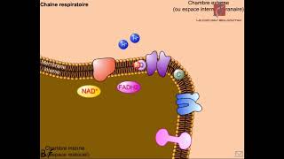 Le fonctionnement de la chaîne respiratoire Animationabdosvt [upl. by Idhem]