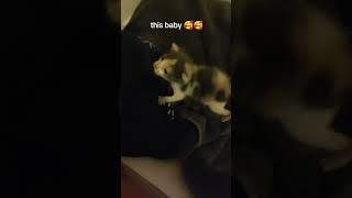 cat baby catlover funny cute kitten pets animals chat cutecat viralvideo viralshorts [upl. by Bree289]