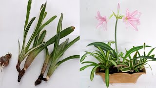 How to Grow Bromeliad and Amaryllis Plants at Home  Arrangement and Care Tips [upl. by Kcirdnekel]