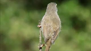 Tawnyflanked Prinia calling [upl. by Olney]