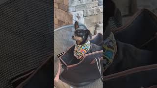 Is Geezer impressed yoyotricks dogshorts disableddog funnyshorts cute [upl. by Ahdar]