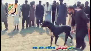 Diesel go to champion DIESEL bulldog Pakistani mastiff champion BULLY [upl. by Llerrot]