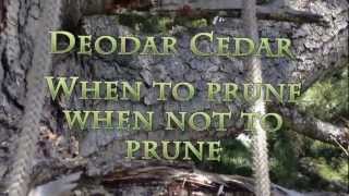 When to prune a Deodar Cedar [upl. by Elletnwahs]