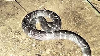 common krait snake in the world [upl. by Obmar]