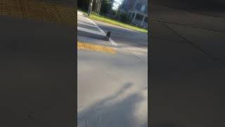 Norbert using the crosswalk Jaywalking Jaywalker funnyanimals cat [upl. by Doelling887]