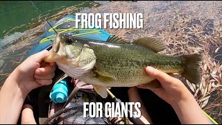 FROG Fishing For MASSIVE Bass in Frog Fishing Paradise New PB [upl. by Perry]