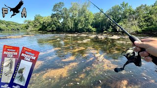 River Bass go CRAZY for Rooster Tails  GIVEAWAY [upl. by Epstein]