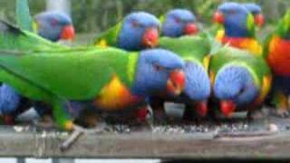 Rainbow Lorikeets  Feeding [upl. by Monie]