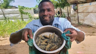 O que acontece se você comer Lagartas🐛 Fui desafiado África Moçambique [upl. by Ayanet353]