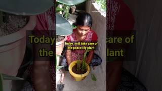 peace lily plant का केयर कैसे कोरेHowtocarepeacelilyplantshortviedoprakritipeacelily [upl. by Aisek]