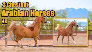 2 Gorgeous Chestnut Arabian Horses with Flaxen Manes amp Tails [upl. by Piane]