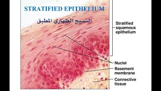 STRATIFIED EPITHELIUM [upl. by Sualakcin642]