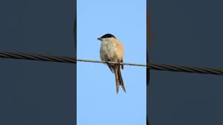 Long Tailed Shrike birds startoftheday morningvibes peacefulmoments urbanwildlife birding 4k [upl. by Arraik]