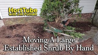 Transplanting A Large Established Shrub By Hand [upl. by Lezah]