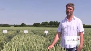 Evolution Winter Wheat  1 Minute Variety Video [upl. by Dulci]