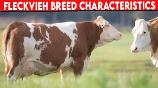 ⭕ FLECKVIEH CHARACTERISTICS ✅ Dairy Cows Cattle FLECKVIEH [upl. by Aiht]