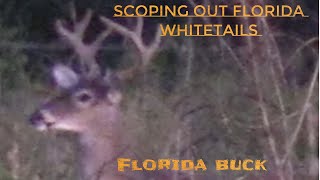 Scoping out Florida bucks outdoors florida buck video deer fall whitetails hunting bucks [upl. by Lacombe593]