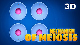 Mechanism of Meiosis। Cell division। Cell cycle। Mr Angry। 3D animation। [upl. by Maxma223]