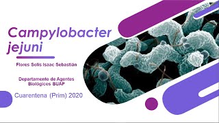 Campylobacter jejuni [upl. by Valerye]