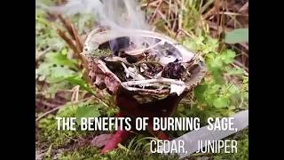 Herbs for Smudging Cleansing Purposes [upl. by Yarw]