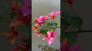 New ID Cerena  Bougainvillea Garden  Flowers Bloom  Rare Collection  Tips  grafted  grow [upl. by Yatnuahc]