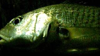 Atlantic Croaker Croaking [upl. by Noirod]