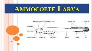 Ammocoetes larva  Petromyzon larva [upl. by Airehs]