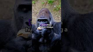 Gorillas Are Strong viralvideo facts animalcuriosities animalfacts wildlife wildanimalfacts [upl. by Dorelia317]