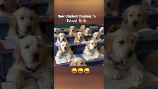 Dog School 🎒🎒 University l dog shorts video [upl. by Edmund590]