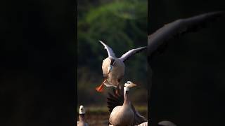 Bar headed goose sony a6400  Tirunelveli [upl. by Maisie629]