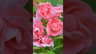 Beautiful flower Malayalam Christian song youtube 🙏🙏🙏❤️❤️❤️ [upl. by Sehguh]