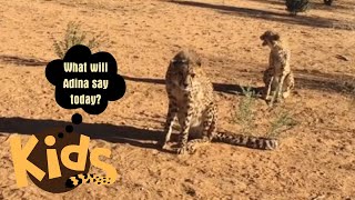 Cheetahs Chirping at CCF [upl. by Nyladgam21]