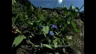 Forgetmenot or Mysotis alpestris abloom in the Indian Himalaya [upl. by Efrem]