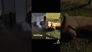 Shylo dogsofyoutube duet pets dogsyourfriendsforever dogs [upl. by Madonia]