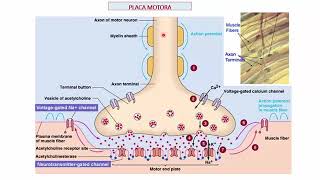 Anestesiología  3 Fisiopatología del Dolor [upl. by Tempa]