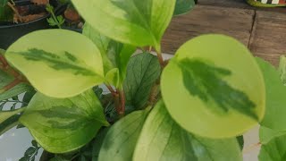 Peperomia obtusifolia variegata 4 dicas de cultivo para crescer mais rápido [upl. by Fai]