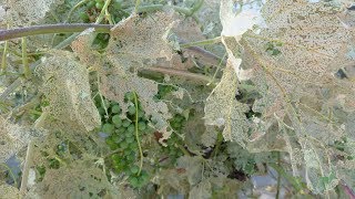 Resurgence of Western Grapeleaf Skeletonizer in California Vineyards [upl. by Ck802]