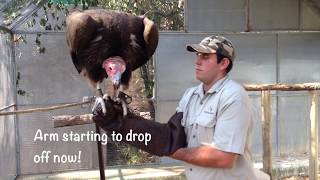 Trying To Teach An Aggressive LappetFaced Vulture To Fly  Moholoholo Africa [upl. by Egap27]