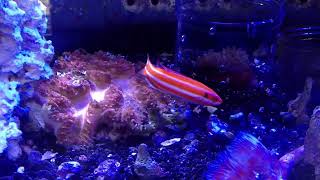 Rare Candy Cane wrasse The True Bodianus opercularis [upl. by Chu]