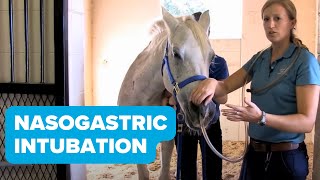 Equine Training Nasogastric Intubation [upl. by Knoll]