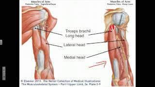 Elbow Joint Flexion Extension Supination Pronation [upl. by Anawyt902]