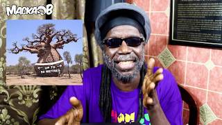 Wha Me Eat Wednesdays Baobab 1752017 [upl. by Richter]