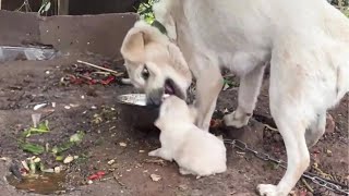 Rescue Puppy from Angry Chained Mother Dog that wanted to hurt them [upl. by Orimlede549]