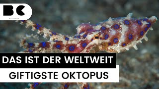 Blauringkrake So tödlich ist der giftigste Oktopus der Welt [upl. by Acirretahs]