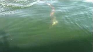 Monster Muskie Attacks 245in Northern [upl. by Novhaj462]