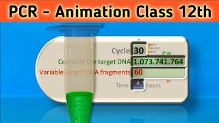 PCR  Polymerase Chain Reaction Animation  Class 12  Science vigyan [upl. by Wan906]