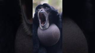 Siamang Gibbons Sounds [upl. by Aiek]